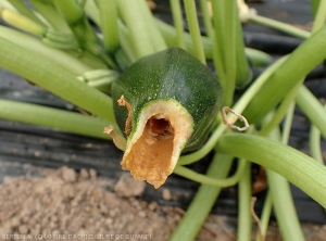The internal tissues of the end of this zucchini have completely liquefied.  <b><i>Pectobacterium carotovorum</i> subsp.  <i>carotovorum</i></b> (bacterial rot, bacterial stem rot and fruit rot)