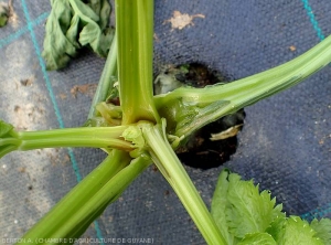 On this celery, certain lower parts of the petiole are gradually rotting, as well as the collar.  Fabrics are damp and dark.  <b><i>Pectobacterium carotovorum</i> subsp.  <i>carotovorum</i></b> (bacterial soft rot)