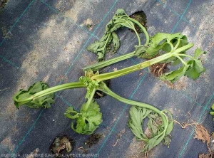 When wet rot caused by <b><i>Pectobacterium carotovorum</i> subsp.  <i>carotovorum</i></b> encircles the collar or the base of the petioles, the stalks of celery eventually wither abruptly.  (bacterial rot, bacterial soft rot)