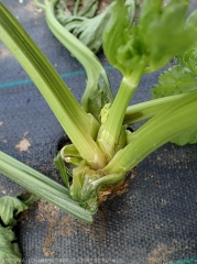 Several petioles of this celery stalk have rotted at their lower part.  The broken down tissues facilitated the collapse of several leaves which soon withered.  <b><i>Pectobacterium carotovorum</i> subsp.  <i>carotovorum</i></b> (bacterial soft rot)
