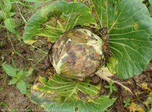 Wet, brownish rot on leaves and head of cabbage.  <b><i>Pectobacterium carotovorum</i> subsp.  <i>carotovorum</i></b> (bacterial soft rot)