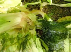 Wet rot caused by the recent development of <b><i>Pectobacterium carotovorum</i> subsp.  <i>carotovorum</i></b> on collar and lower parts of cabbage leaves.  (bacterial rot, bacterial soft rot)