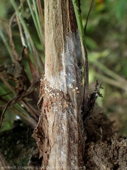 The lower part of this pepper plant is partially covered with the mycelium of (<i><b>Sclerotium rolfsii</i></b>);  sclerotia form locally: initially white, they gradually turn brown.