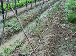 Several contiguous tomato plants showed reduced growth, weak vegetation and suddenly withered.  <b><i>Ralstonia solanacearum</i></b> (bacterial wilt).