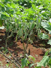 Eggplant completely withered.  <b><i>Ralstonia solanacearum</i></b> (Bacterial wilt)