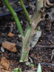 A superficial and longitudinal section made in the lower part of the stem shows that the vessels are more or less brown.  <b><i>Ralstonia solanacearum</i></b> (bacterial wilt)