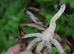 A longitudinal section through the taproot of this cabbage recently invaded by <b><i>Pectobacterium carotovorum</i> subsp.  <i>carotovorum</i></b> shows brown vessels.  (bacterial rot, bacterial soft rot)