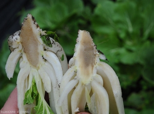 A longitudinal section through the taproot reveals invasion of the marrow by <b><i>Pectobacterium carotovorum</i> subsp.  <i>carotovorum</i></b> which takes on a glassy appearance, a blackish tint, and begins to liquefy.  (bacterial rot, bacterial soft rot)