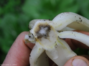 A cross-section through the taproot this cabbage shows a partially rotten, blackish, decomposing pith.  <b><i>Pectobacterium carotovorum</i> subsp.  <i>carotovorum</i></b>.  (bacterial rot, bacterial soft rot)