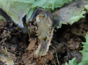 The marrow and vascular system gradually liquefy;  fully rotted tissues show a fairly characteristic black coloration.  <b><i>Pectobacterium carotovorum</i> subsp.  <i>carotovorum</i></b> (bacterial rot)