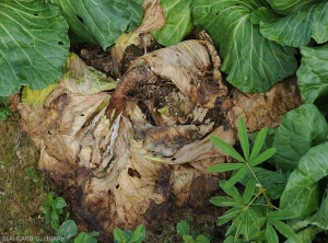 After wilting, cabbages affected by <b><i>Pectobacterium carotovorum</i> subsp.  <i>carotovorum</i></b> eventually become necrotic and dry out.  (bacterial rot, bacterial soft rot)