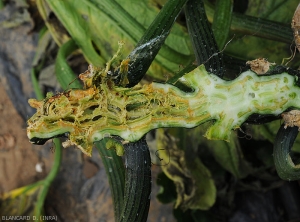 This longitudinally cut stem is locally hollowed out, the tissues not yet liquefied show a brownish to orange tint.  Note that the vascular system is somewhat less affected by rot.  <b><i>Pectobacterium carotovorum</i> subsp.  <i>carotovorum</i></b> (bacterial rot)