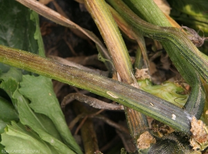 Many courgette leaf petioles are affected by <b><i>Pectobacterium carotovorum</i> subsp.  <i>carotovorum</i></b>.  they show beige to blackish-brown longitudinal lesions over several centimeters.  (bacterial rot)