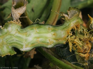 Detail of vessel invasion by <b><i>Pectobacterium carotovorum</i> subsp.  <i>carotovorum</i></b> (bacterial rot)