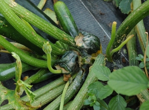Complete rotting of two zucchini fruits.  Note the presence of a beigeish bacterial mucus on the damaged fruits.  <b><i>Pectobacterium carotovorum</i> subsp.  <i>carotovorum</i></b> (bacterial rot)