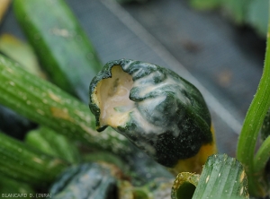 Detail of the beigeish bacterial mucus sometimes visible on the damaged fruits.  <b><i>Pectobacterium carotovorum</i> subsp.  <i>carotovorum</i></b> (bacterial rot)