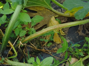 The development of <b><i>Pectobacterium carotovorum</i> subsp.  <i>carotovorum</i></b> on this zucchini petiole leads to tissue browning;  a moist, brownish lesion extends over several centimeters.  (bacterial rot)