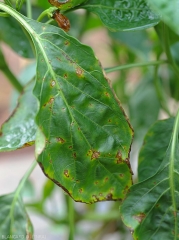 Numerous lesions caused by <b><i>Xanthomonas</i> sp.</b> on pepper leaves.  Note their distribution on the blade: between and on the veins and on its periphery.  (bacterial scabies, bacterial spot)