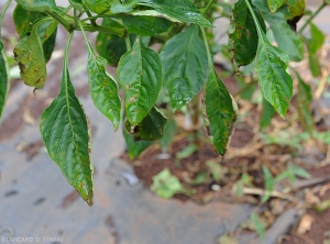 These pepper leaves show many brown spots located on the blade or concentrated on the periphery of the latter.  <b><i>Xanthomonas</i> sp.</b> (bacterial scabies, bacterial spot)