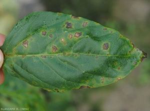 On the leaf blade, the spots are irregular, sometimes partially angular, moist and blackish in color, gradually becoming necrotic.  Sometimes concentrated at the edge of the blade, they are surrounded by a more or less marked yellow halo.  <b><i>Xanthomonas</i> sp.</b> (bacterial scabies, bacterial spot)