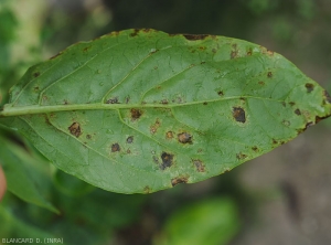 Appearance of the spots on the underside of the leaf blade: they always appear irregular in shape, wet in appearance and blackish in color, haloed by a more diffuse yellow halo.  <b><i>Xanthomonas</i> sp.</b> (bacterial scabies, bacterial spot)