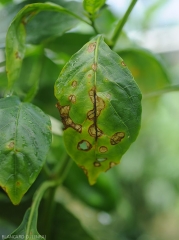 Lesions caused by <b><i>Xanthomonas</i> sp.</b> on pepper leaf.  These, atypical, quickly spread on the leaf blade with succulent tissues due to the presence of water.  Damaged, moist, dark brown to black leaf tissue is broken down in places and may fall off.  (bacterial scabies, bacterial spot)