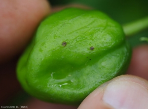 Spots at the start of development on the green pepper fruit.  <b><i>Xanthomonas</i> sp.</b> (bacterial scabies, bacterial spot)