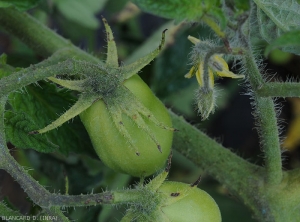 A few small brown to black spots dot the sepals of these two green tomato fruits.  <b><i>Xanthomonas campestris</i> pv.  <i>vesicatoria</i></b> (bacterial scabies, bacterial spot)