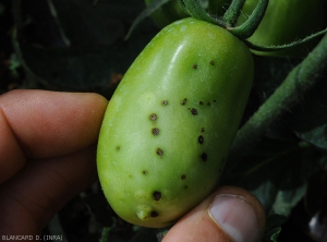 Detail of small brown canker lesions on green fruit.  <b><i>Xanthomonas</i> sp.</b> (bacterial scabies, bacterial spot)