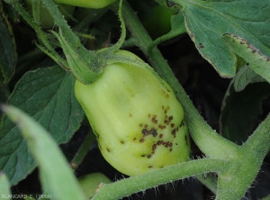 Many small brown canker lesions partially cover this green fruit.  <b><i>Xanthomonas</i> sp.</b> (bacterial scabies, bacterial spot)