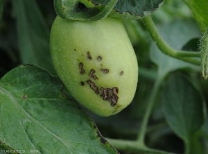 The lesions are suberized and cracked, some fusing to others.  <b><i>Xanthomonas</i> sp.  </b>(bacterial scabies, bacterial spot)