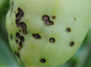 Eventually, the lesions are suberized and cracked (a symptom reminiscent of apple scab spots), and some tend to assimilate to others.  <b><i>Xanthomonas</i> sp.  </b>(bacterial scabies, bacterial spot)