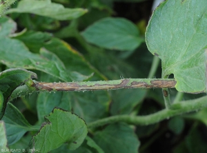 Brownish alteration and extents on tomato petiole.  <b><i>Xanthomonas</i> sp.</b> on tomato stem.  (bacterial scabies, bacterial spot)