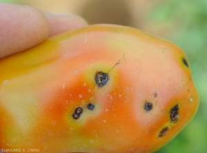 Appearance of <b><i>Xanthomonas</i> sp.</b> spots on fruit at turning stage.  (bacterial scabies, bacterial spot)