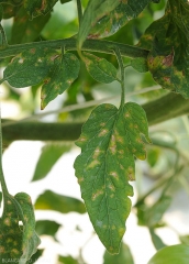 In roots strongly attacked by <b><i>Meloidogyne</i> spp.</b>, it is quite easy to observe with a binocular magnifying glass, and by delicately tearing the tissues of the cortex, hypertrophied females of white color (root-knot nematodes)