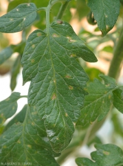 The spots on tomato leaflets are small, brownish and dull, and the center gradually lightens to a beige tint in time (under cover).  <i><b>Stemphylium solani</b> </i>(stemphyliosis)