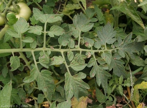 Numerous small beige to brown lesions dot the leaflets of this tomato leaf observed in the field.  <i><b>Stemphylium solani</b></i> (stemphyliosis)