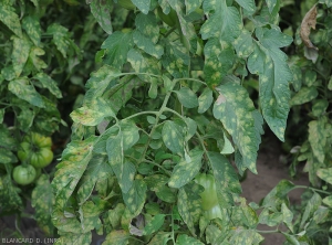 Many leaflets and tomato leaves are covered with more or less chlorotic spots.  <i><b>Passalora fulva</b></i> (<i>Mycovellosiella fulva</i> or <i>Fulvia fulva</i>) (cladosporiosis, leaf mold)