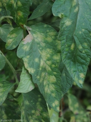 Detail on the upper side of the lamina of more or less chlorotic spots caused by <i><b>Passalora fulva</b></i>.  (<i>Mycovellosiella fulva</i> or <i>Fulvia fulva</i>) (cladosporiosis, leaf mold)