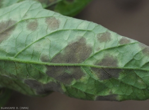 Detail of the olive brown mold that has gradually developed on the surface of the leaf blade under this tomato leaflet.  <i><b>Passalora fulva</b></i> (<i>Mycovellosiella fulva</i> or <i>Fulvia fulva</i>) (cladosporiosis, leaf mold).