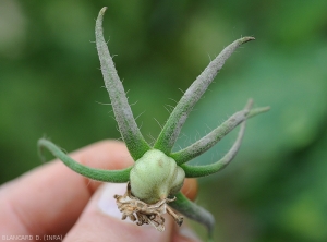 <i><b>Passalora fulva</b></i> sometimes colonizes the sepals of fruits, covering them with its fruiting bodies.  (<i>Mycovellosiella fulva</i> or <i>Fulvia fulva</i>) (cladosporiosis, leaf mold)