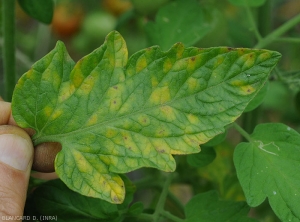 Some spots present on the leaf blade of this tomato leaflet are yellowish and sometimes partially delimited by the veins;  some begin to die.  <i><b>Passalora fulva</b></i> (<i>Mycovellosiella fulva</i> or <i>Fulvia fulva</i>) (cladosporiosis, leaf mold)