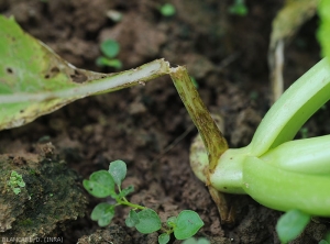 Several necrotic and longitudinal lesions have formed at the base of this Chinese cabbage petiole.  They are rather moist at first and turn brown quickly.  <i>Rhizoctonia solani</i> (Leaf Rhizoctonia - web-blight)