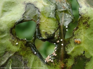 Rounded macro-sclerotia of <i>Rhizoctonia solani</i> are clearly visible on these rotting cabbage leaf tissues.  (Leaf Rhizoctonia - web-blight)