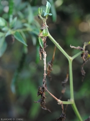 Several chilli leaves rotted, necrosed and subsequently dried out.  <i>Rhizoctonia solani</i> (Leaf Rhizoctonia - web-blight)