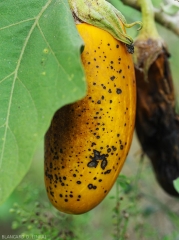 Numerous small rather circular lesions of a few anthracnose spots on the upper side of the blade of an eggplant leaf.  <i>Colletotrichum</i> sp.