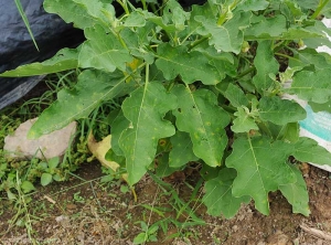 A few discreet small chlorotic lesions with a necrotic center dot several leaves of this eggplant plant.  <i>Colletotrichum</i> sp.  (anthracnose)