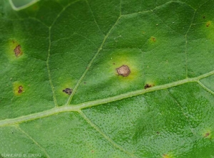 Detail of some anthracnose spots on the upper side of the blade of an eggplant leaf.  <i>Colletotrichum</i> sp.