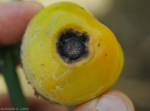 This circular and concave spot covered by numerous microsclerotia of <i>Colletotrichum</i> sp.  (anthracnose)