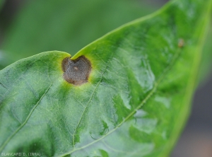 Detail of a young lesion on a pepper leaf (upper side).  <i>Colletotrichum</i> sp.  (anthracnose)